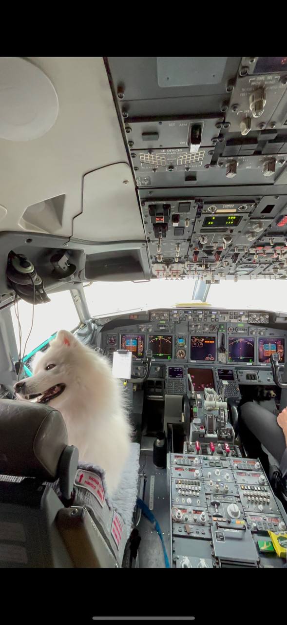 Service dog traveling comfortably in airplane cabin