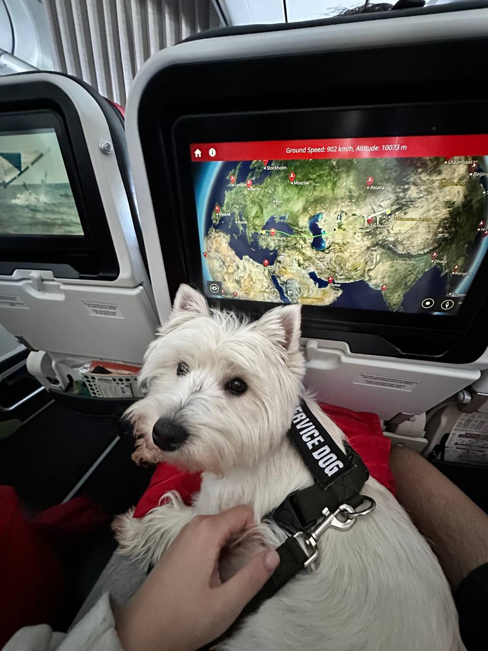 Well-trained service animal on commercial airline