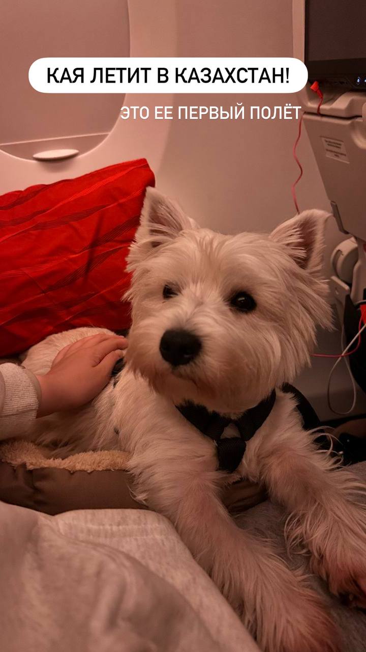 Service dog with proper documentation in aircraft