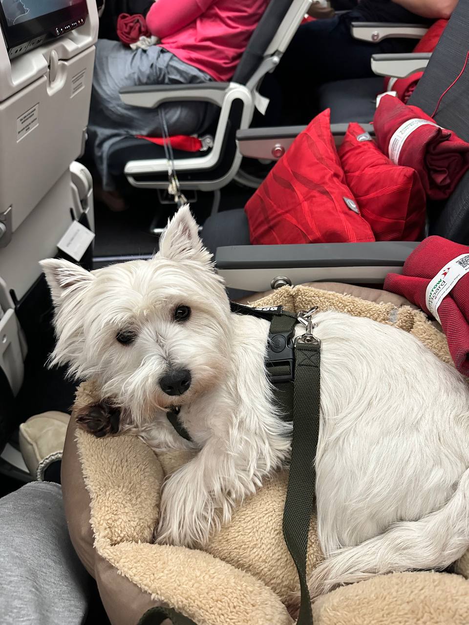 Assistance dog flying in passenger cabin safely