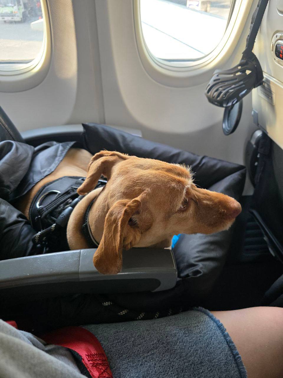 Professional service dog during air travel