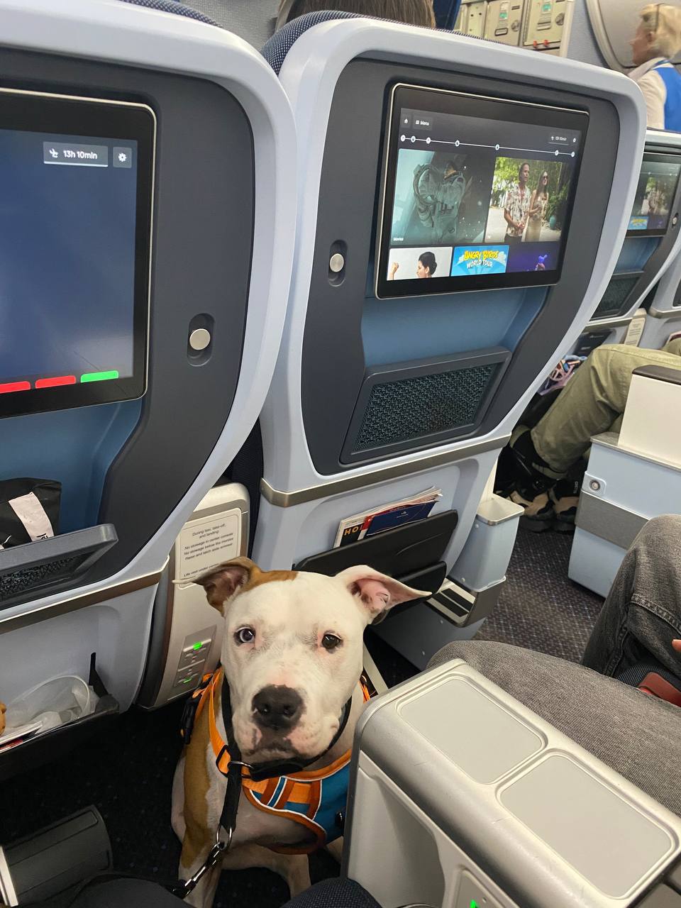 Certified service animal on international flight