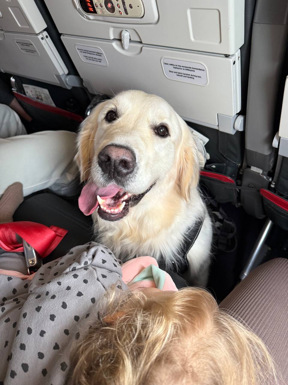 Golden retriever traveling comfortably in airplane cabin