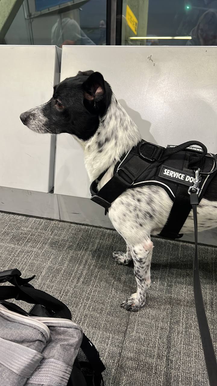 Service animal with handler on airplane