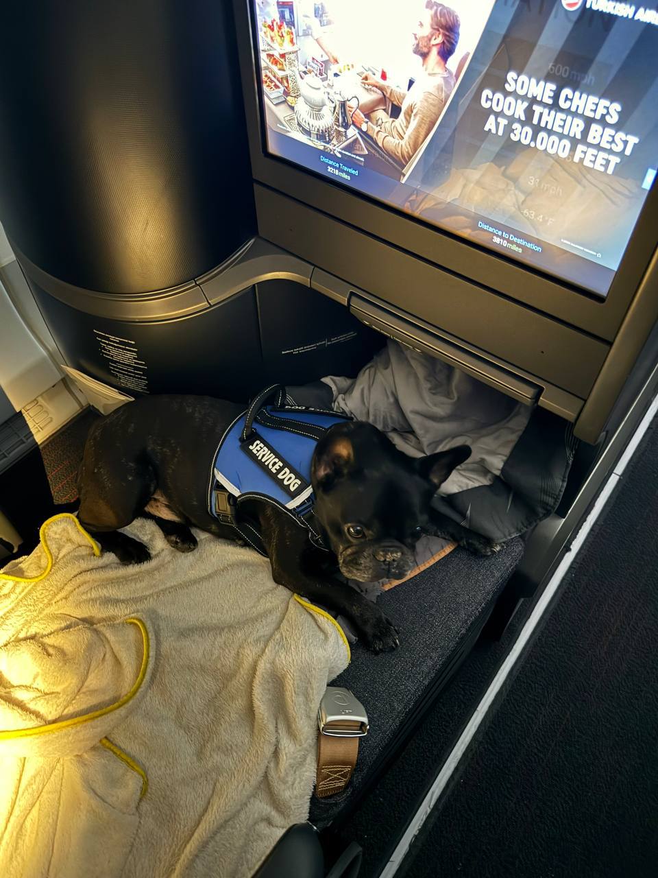 Qualified service dog traveling by air