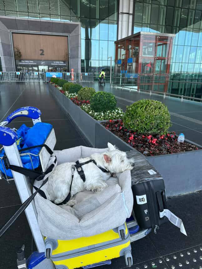 Service dog demonstrating calm behavior in flight