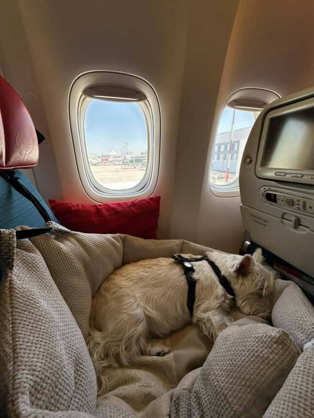 Certified assistance dog in airline cabin