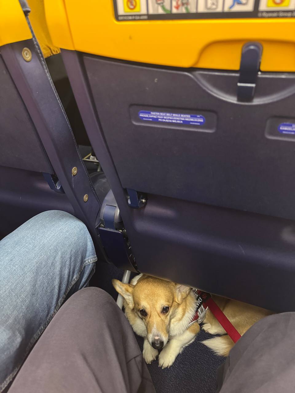 Emotional support dog flying with owner in cabin