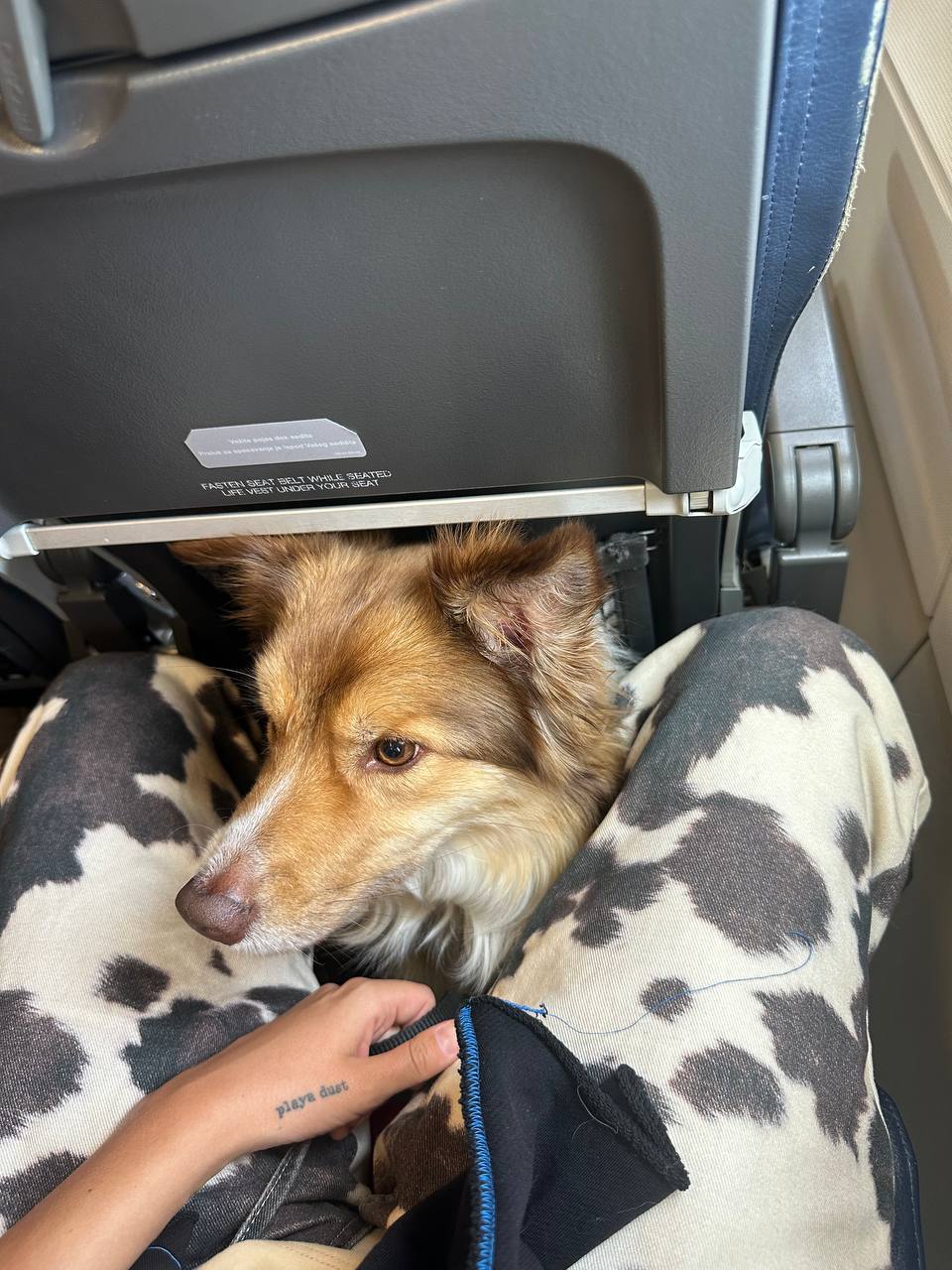 Different breed service dog sitting calmly during flight
