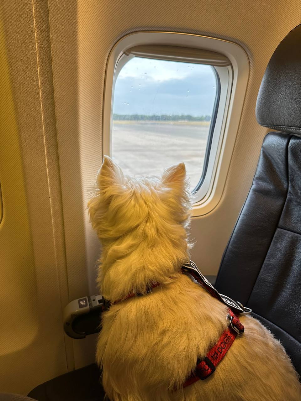 Certified ESA dog traveling in aircraft