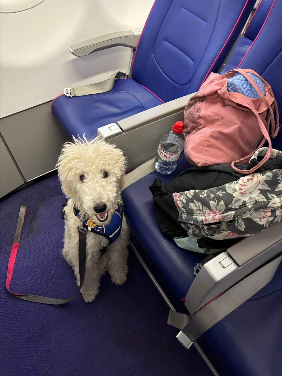 Professional service dog during air travel