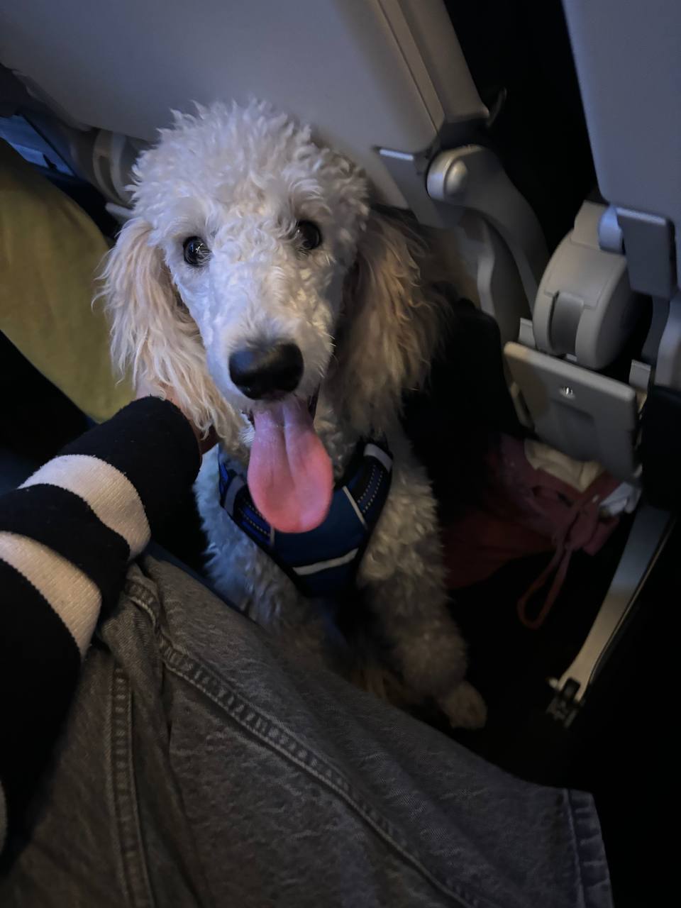 Emotional support dog with proper airline documentation