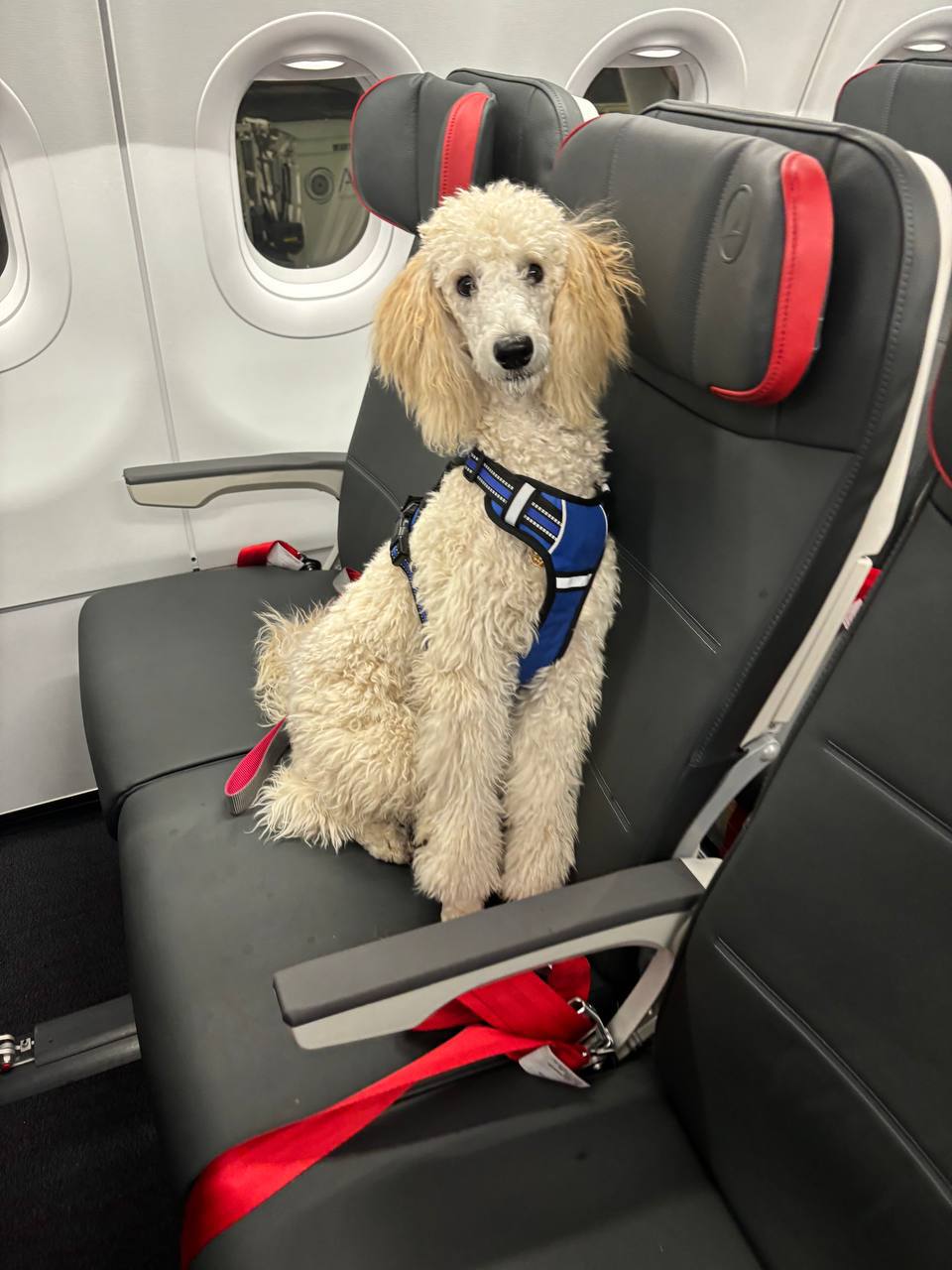 Registered emotional support animal on flight