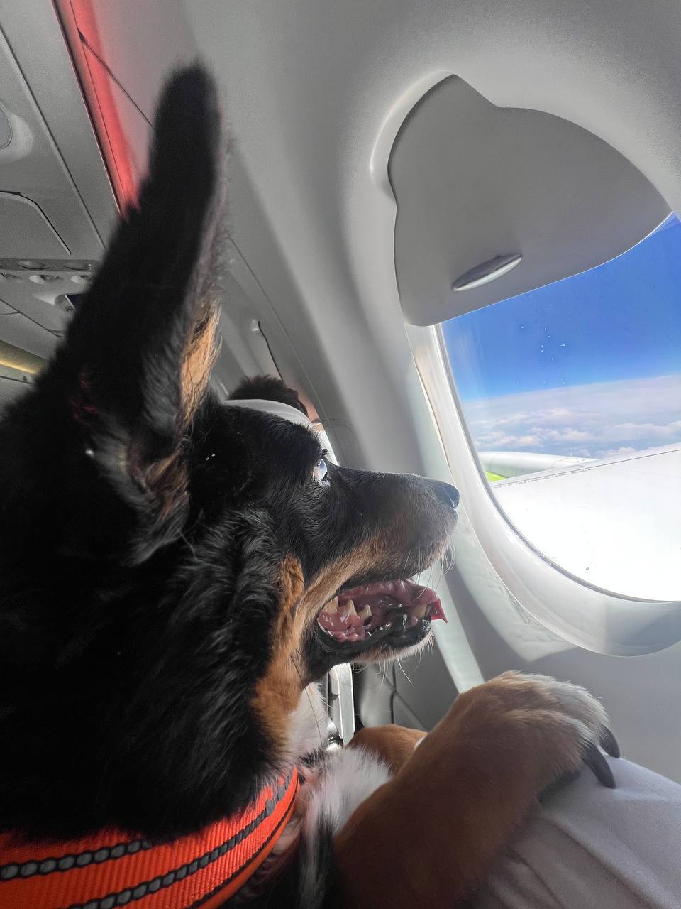 Service animal with handler on airplane