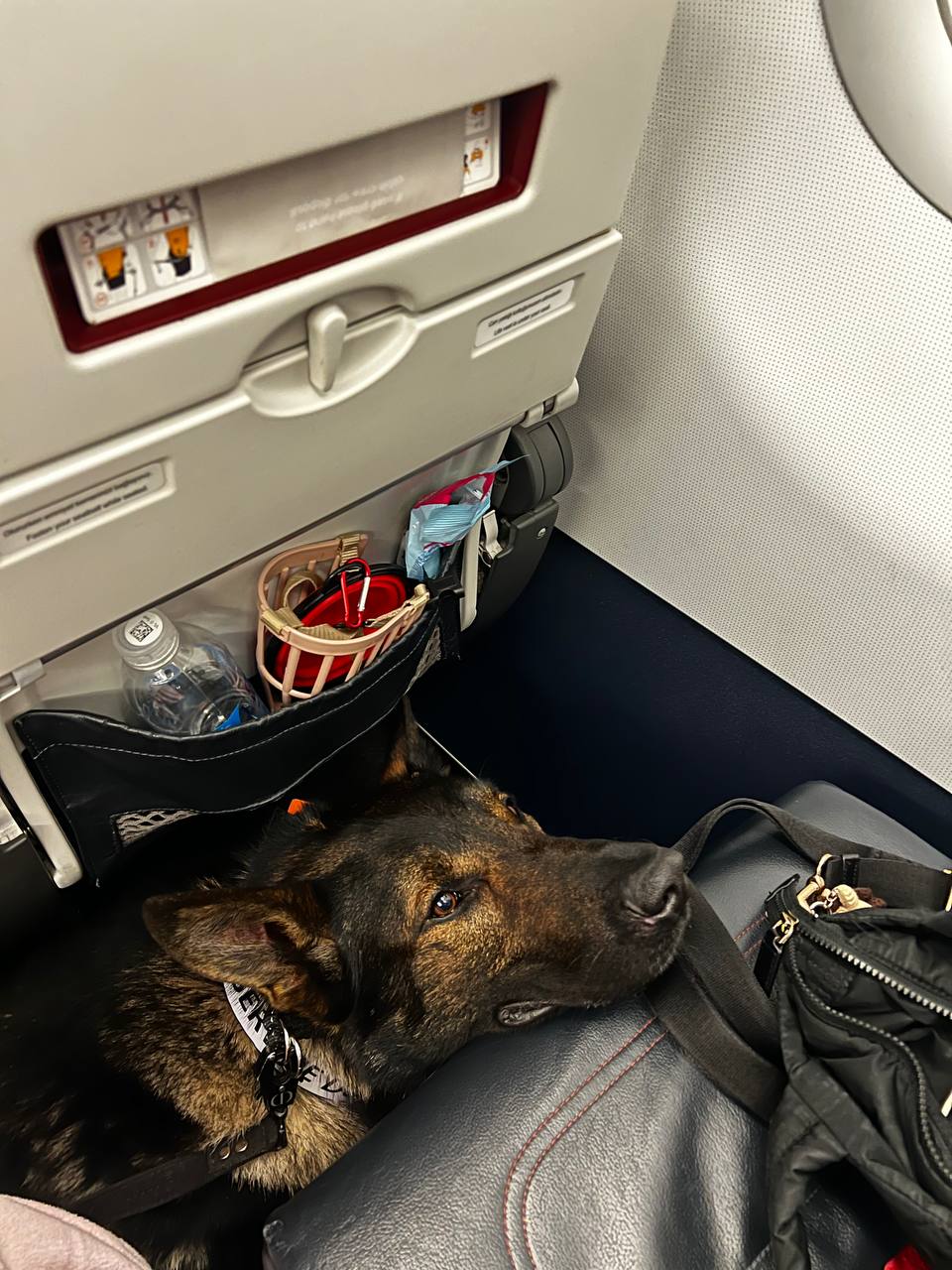 Golden retriever traveling comfortably in airplane cabin