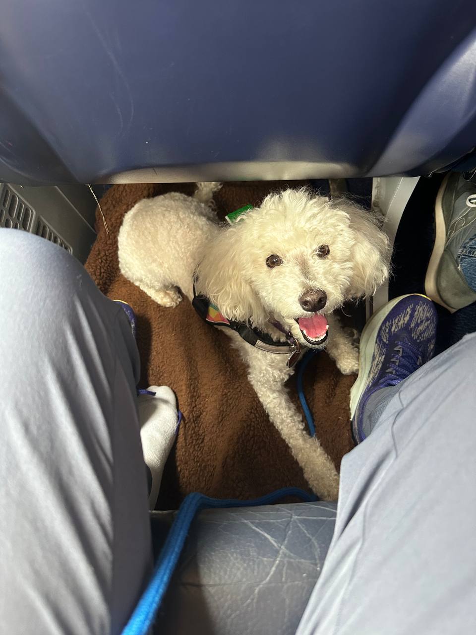 Emotional support animal in aircraft passenger area