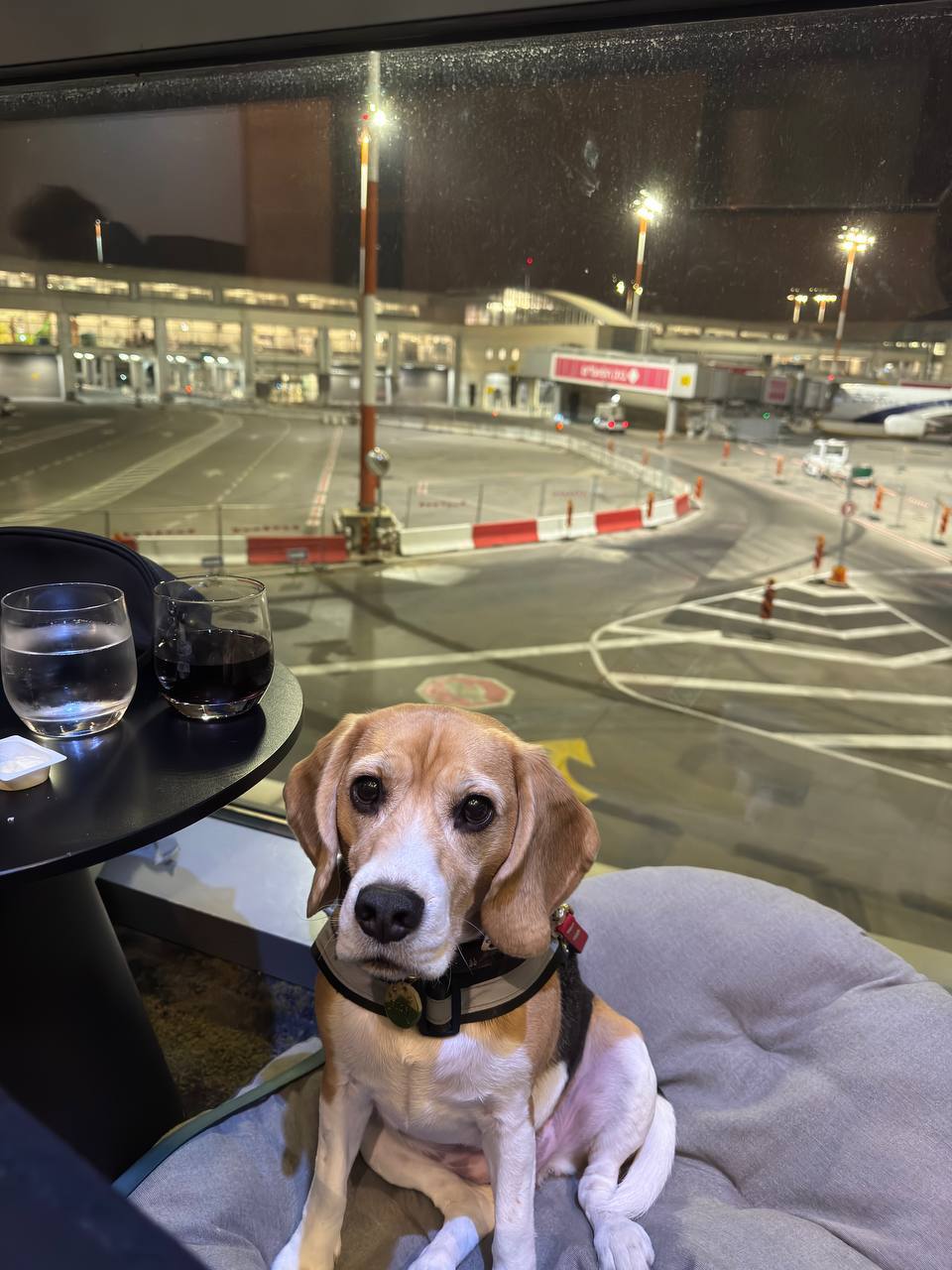 Service dog with proper documentation in aircraft