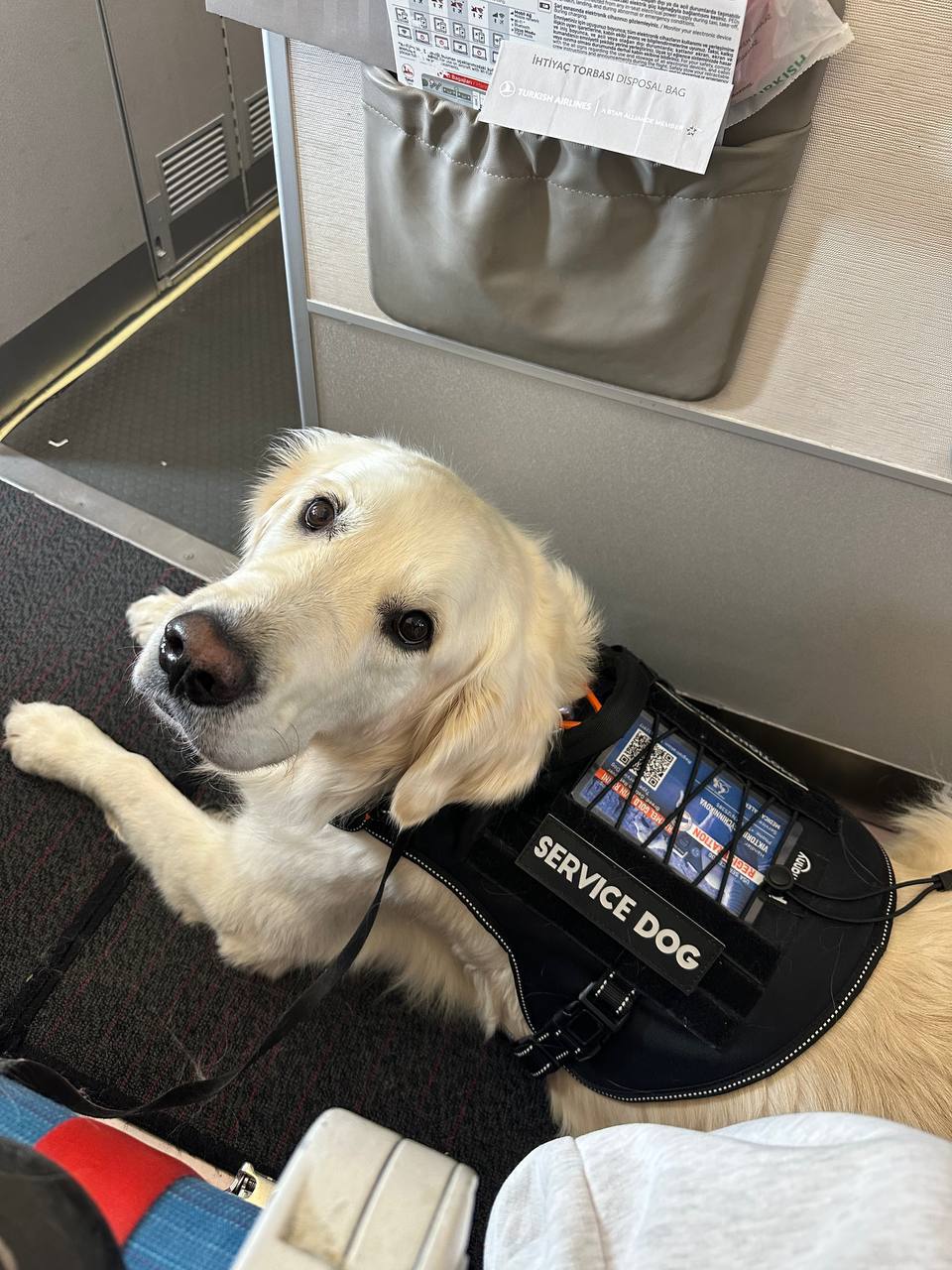 ESA dog with owner during air travel