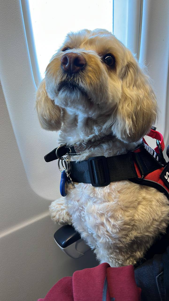Pet dog traveling in airplane cabin with documentation