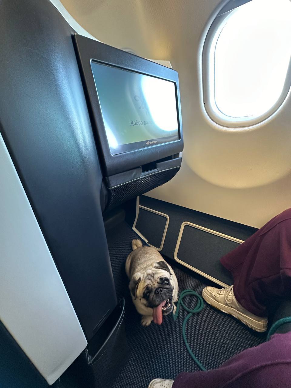 Well-behaved dog on commercial flight