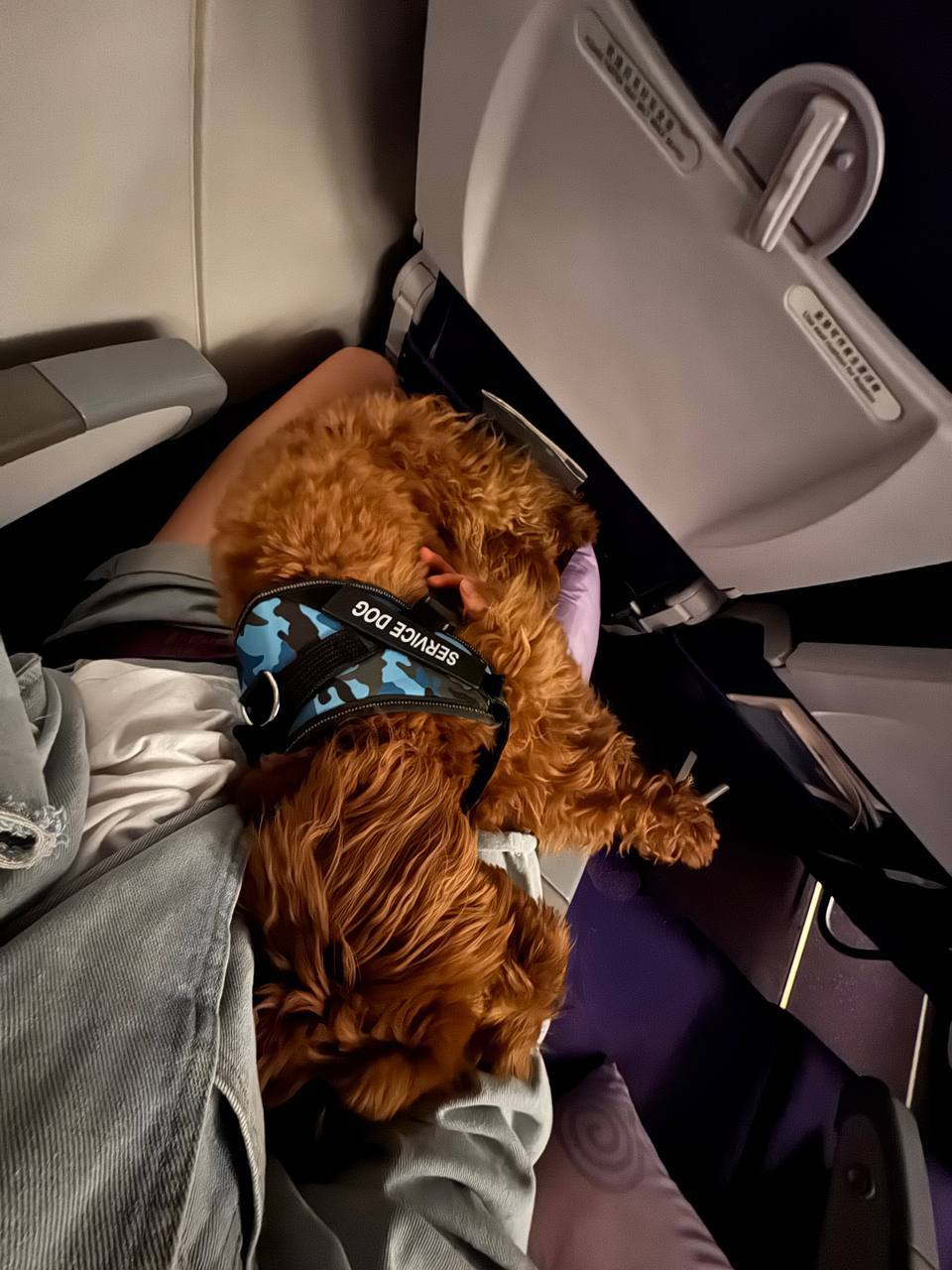 Dog flying safely in aircraft passenger seat