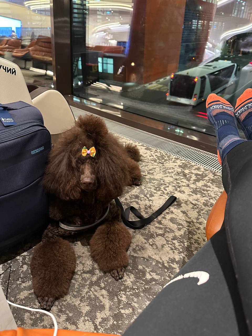 Anxious dog after training sitting calmly in airplane cabin