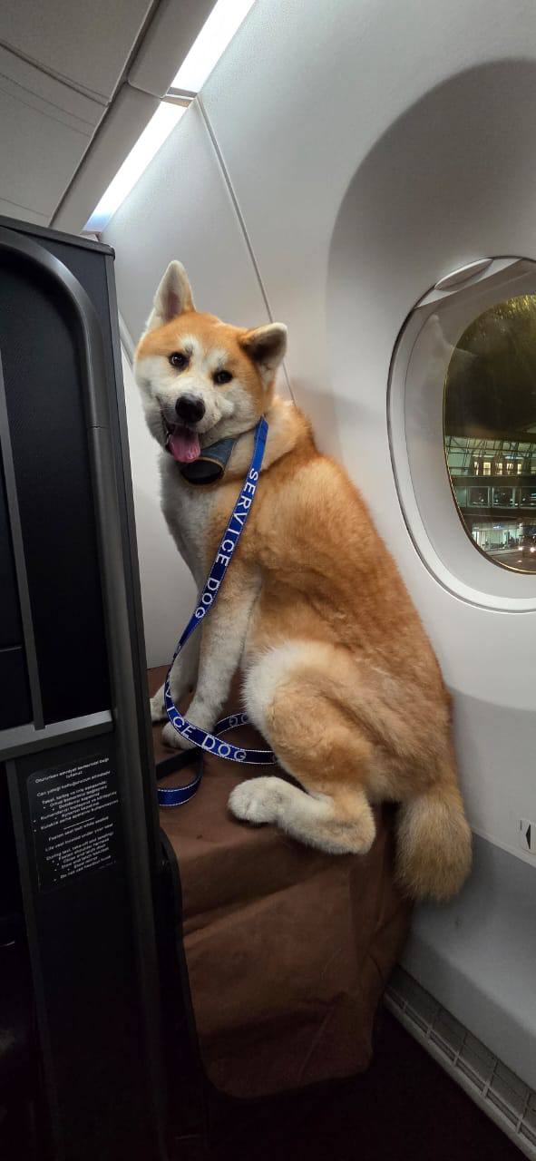 Dog traveling internationally by airplane