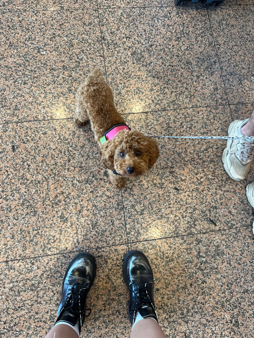 Service dog following airline safety regulations