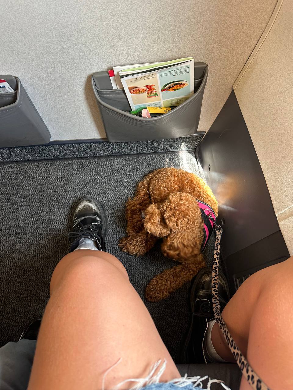 Pet dog with airline approved carrier documentation