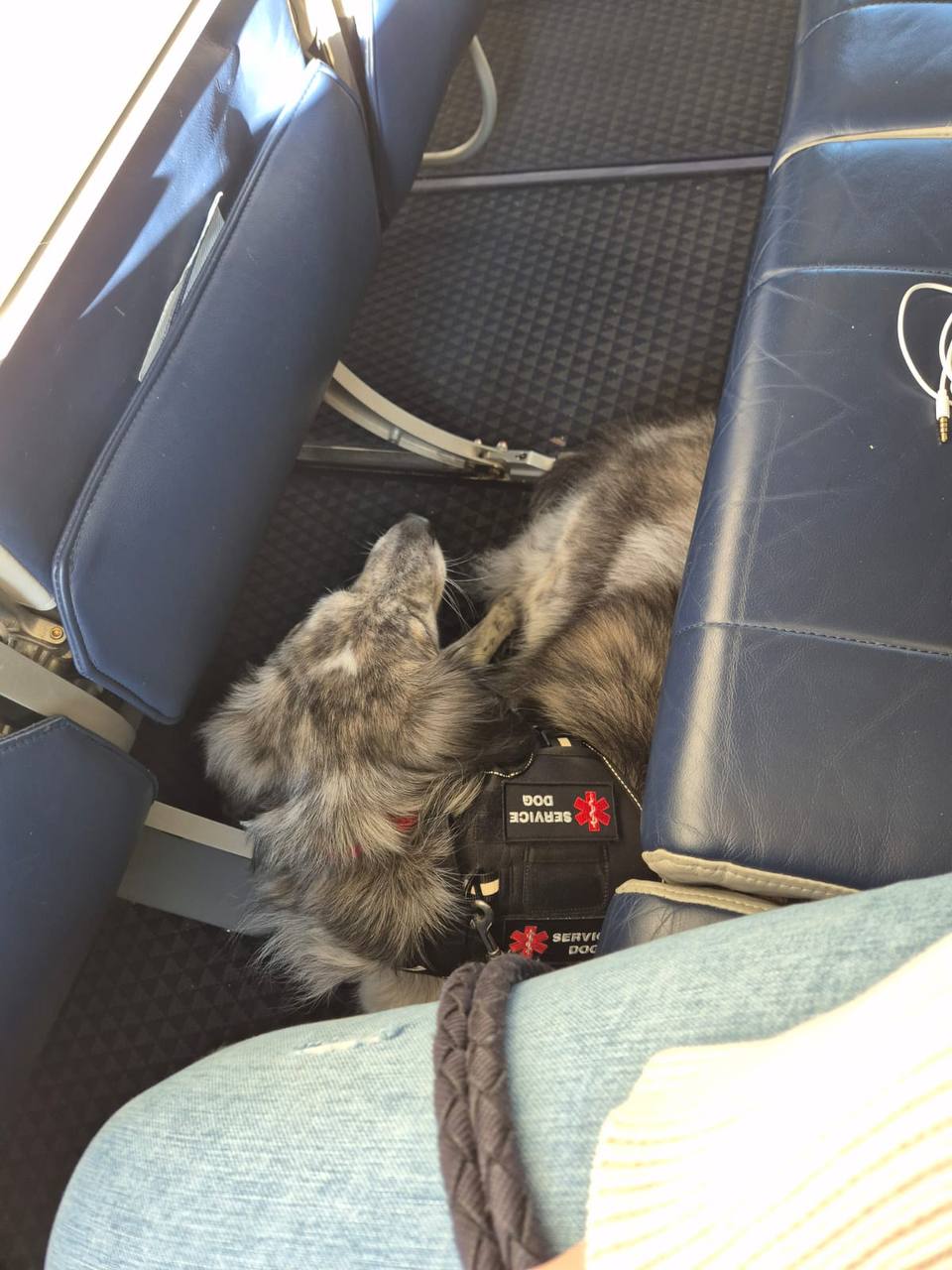 Dog meeting air travel safety standards