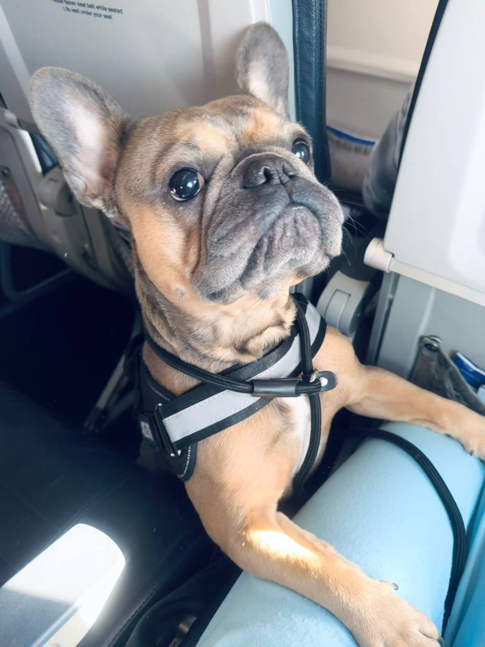 Pet flying in airplane with required paperwork