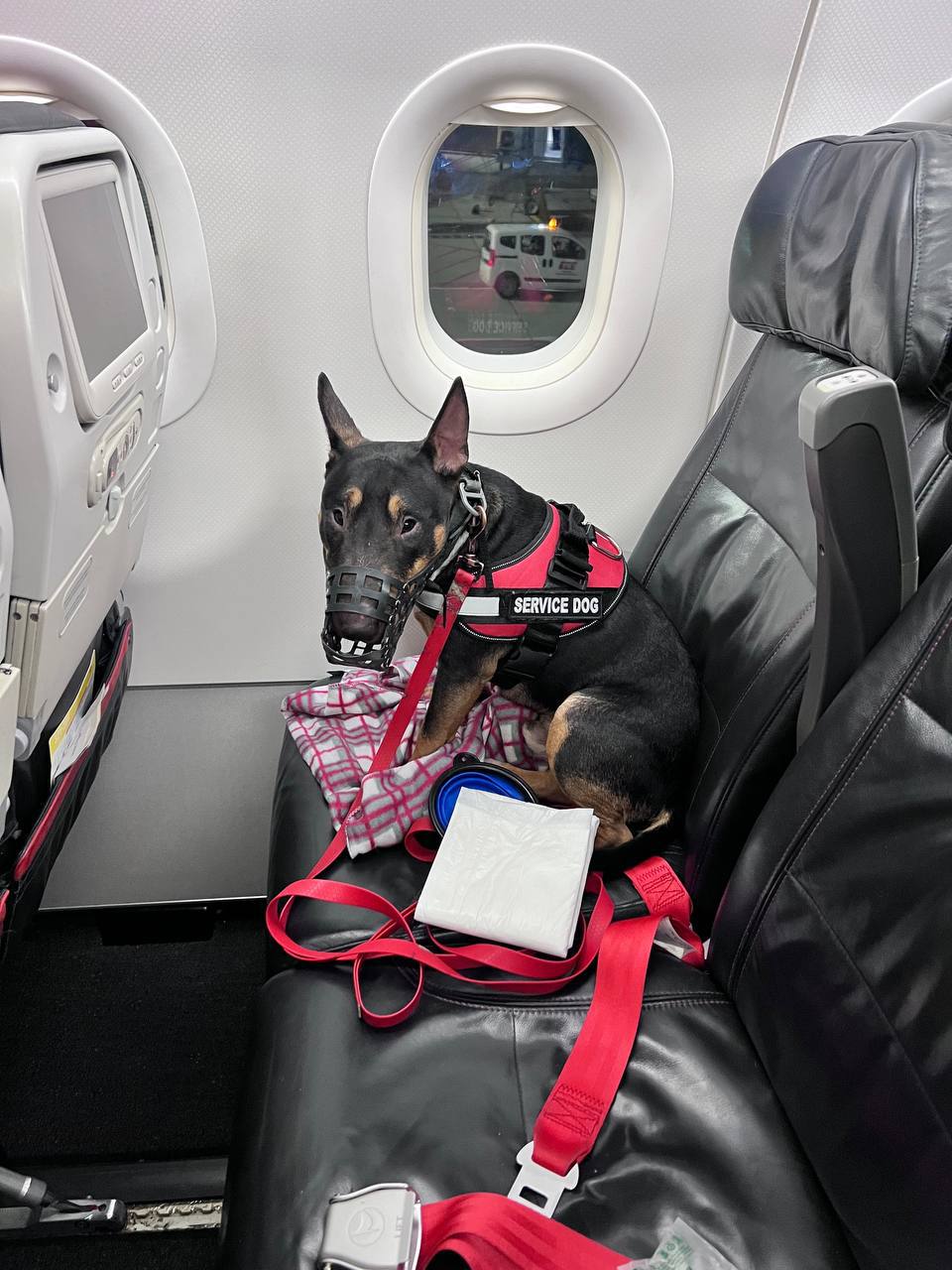 Dog passenger on certified airline flight