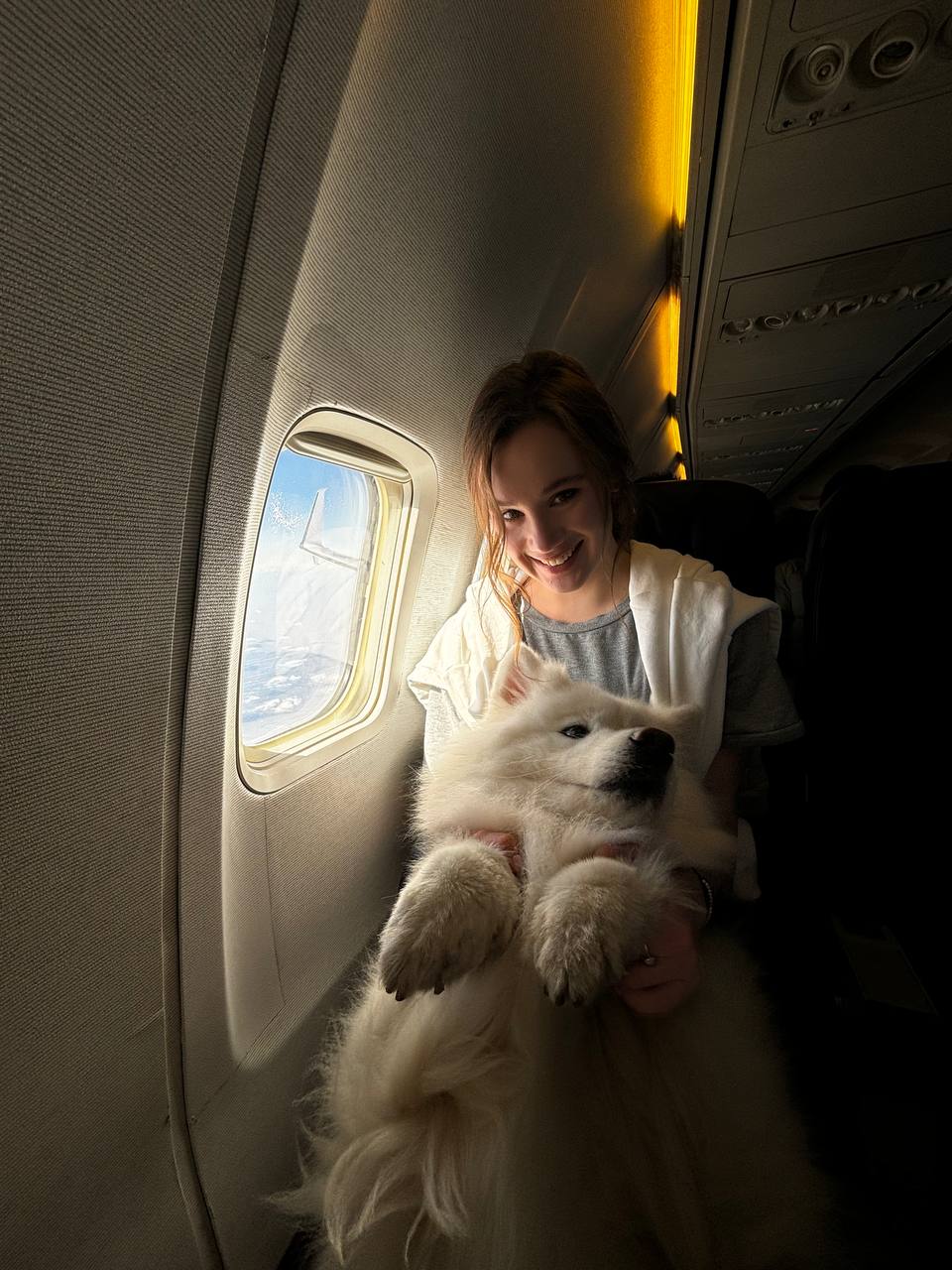Well-trained pet dog during air travel