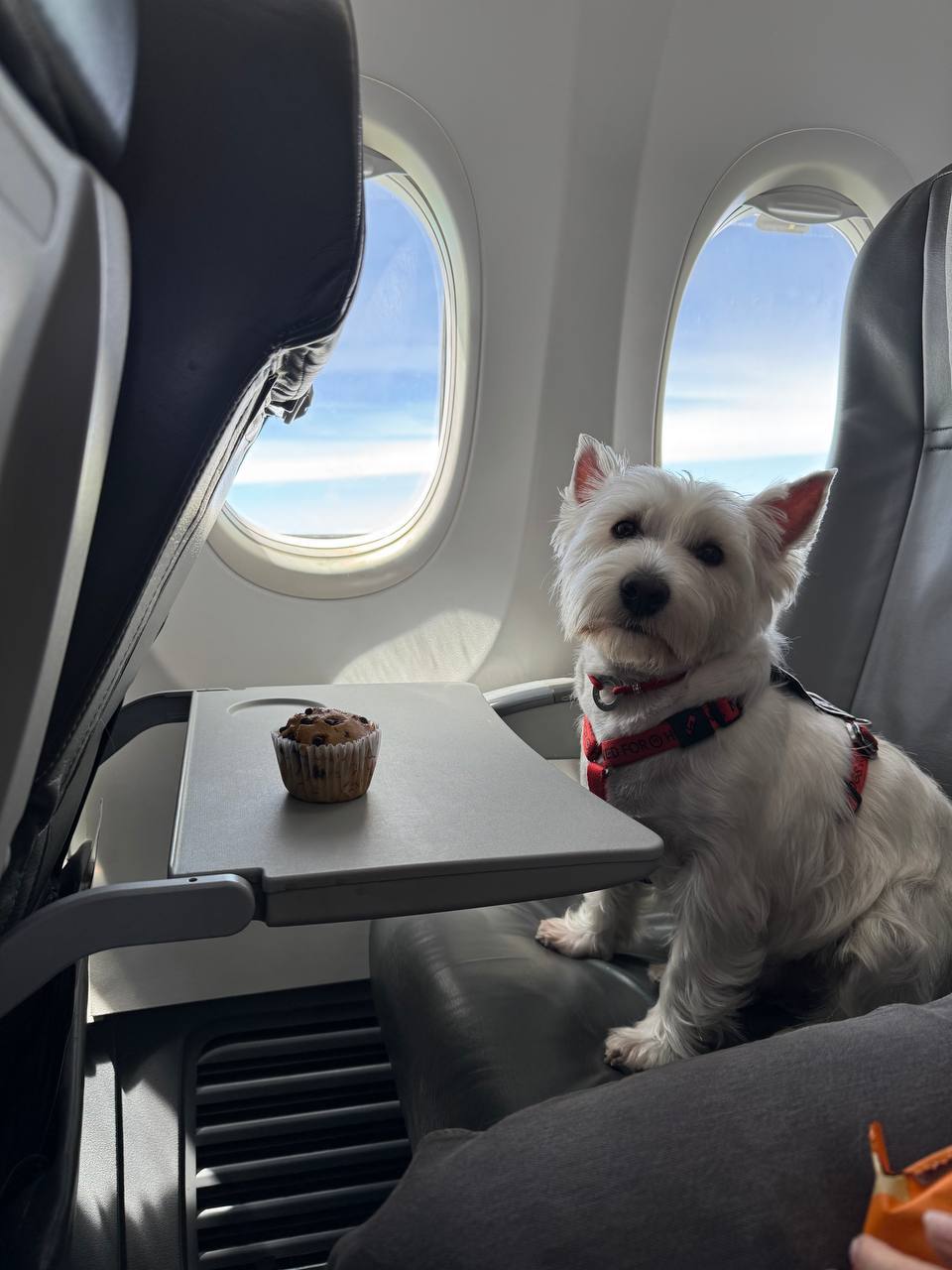 Dog with travel documents in aircraft cabin