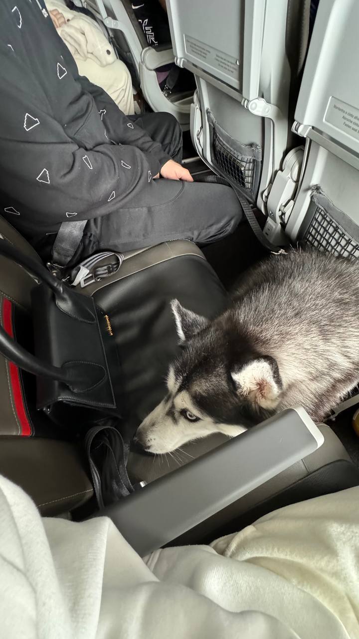 Pet canine flying with airline authorization